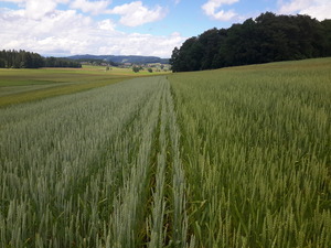 Wheat trials in Switzerland. Photo: Matthias Klaiss, FiBL