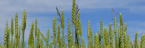 Bread wheat. Photo: Photo: Matthias Klaiss, FiBL