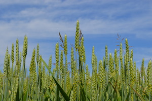 Bread wheat. Photo: Photo: Matthias Klaiss, FiBL