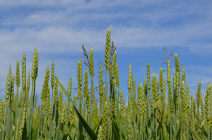 Bread wheat. Photo: Photo: Matthias Klaiss, FiBL