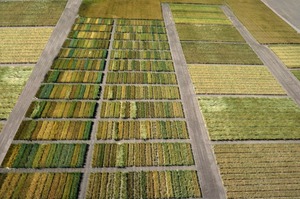 Trial fields with wheat