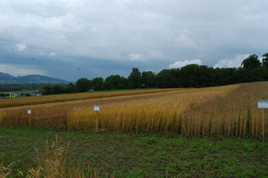 Wheat trials. Photo: Photo: Matthias Klaiss, FiBL