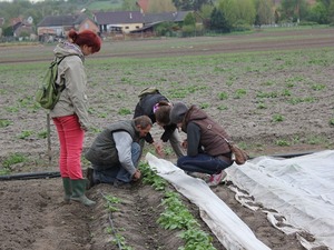 Feldarbeit mit Landwirt und Studenten: Bewertung der Keimung. Foto: Krisztián Havas, ÖMKi, 2014