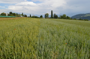 On-farm wheat strip trials. Photo: Matthias Klaiss, FiBL