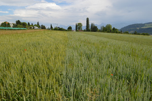 On-farm wheat strip trials. Photo: Matthias Klaiss, FiBL