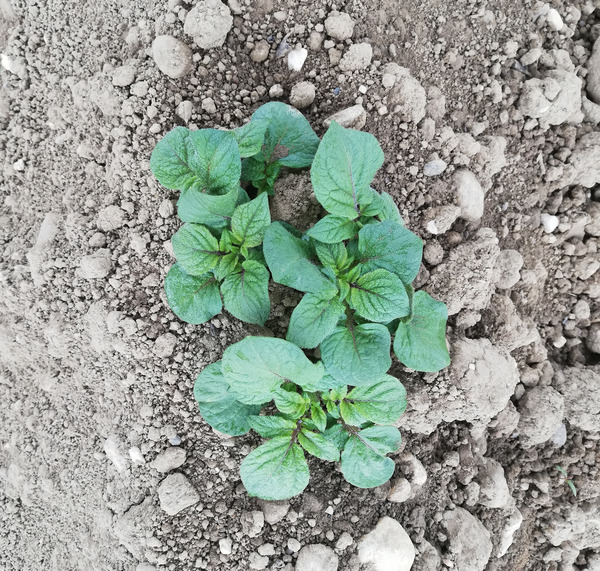 An early stage of development of the potato variety Désirée