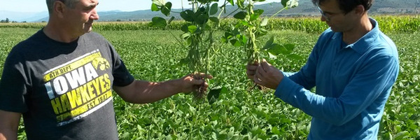 2 men with  legumonous plant