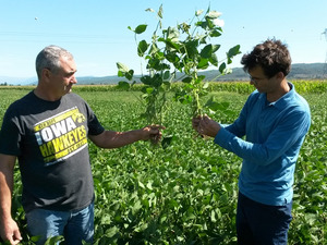 2 men with  legumonous plant